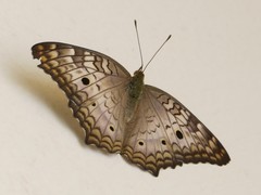 Anartia jatrophae
