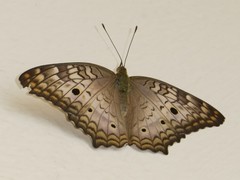 Anartia jatrophae