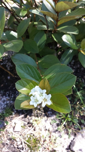 Philgamia brachystemon image