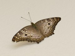 Anartia jatrophae