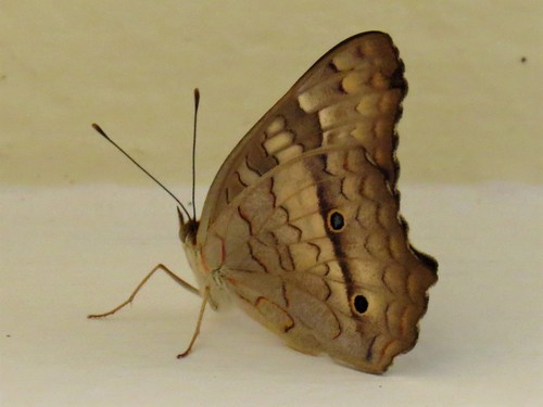 White Peacock, photo 5 of 9