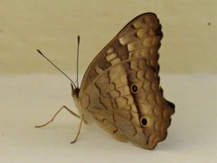 Anartia jatrophae