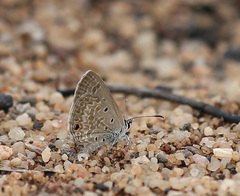 Euchrysops subpallida