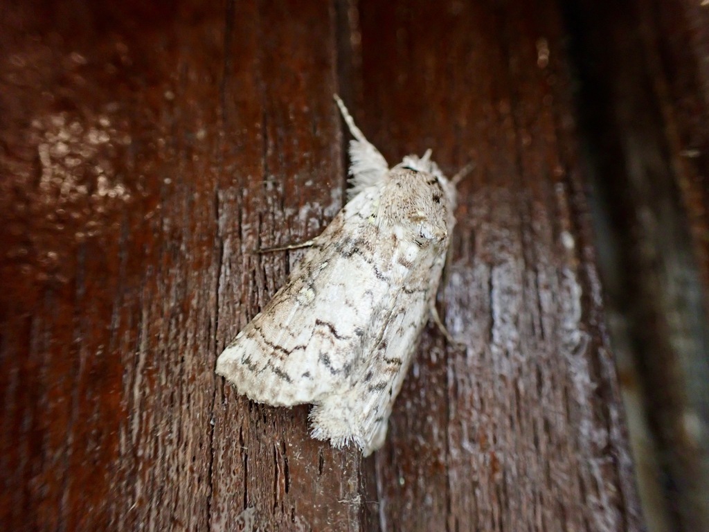 Chorsia mollicula from Kinabalu Mountain Lodge Kinabalu Park Kampung ...