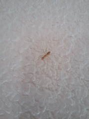 Camponotus conspicuus