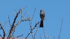 Spizella atrogularis