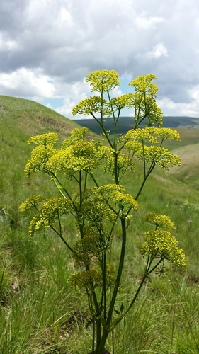 Phellolophium madagascariense image