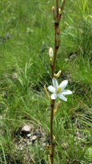 Aristea madagascariensis
