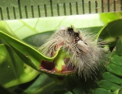 Euproctis punctifera