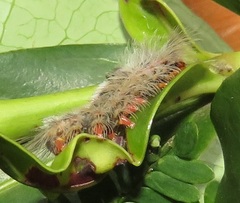 Euproctis punctifera