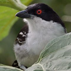 Great Antshrike photo 5