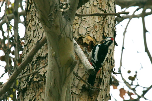 Dendrocopos leucopterus