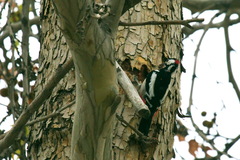 Dendrocopos leucopterus