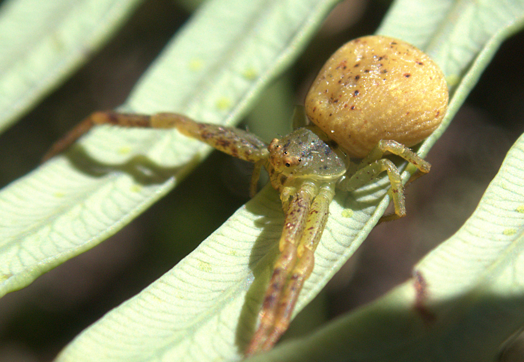 Misumenops melloleitaoi