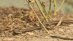 Psammophis lineolatus