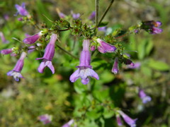 Penstemon wilcoxii