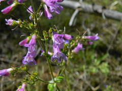 Penstemon wilcoxii
