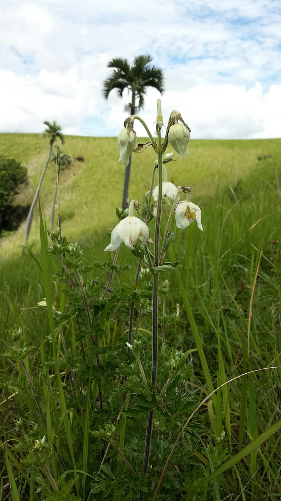 Clematis pimpinellifolia