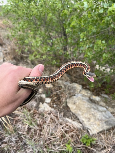 Red-sided Garter Snake photographed in Kansas