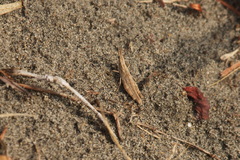 Pyrgomorpha bispinosa