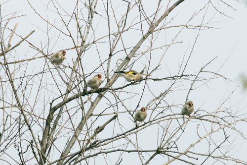 Carduelis caniceps