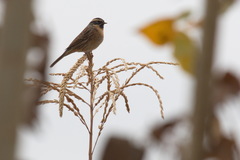 Prunella atrogularis
