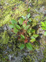 Penstemon albertinus