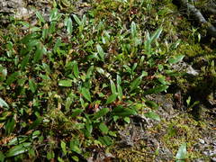 Penstemon albertinus