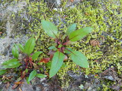 Penstemon albertinus