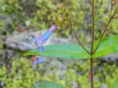 Penstemon albertinus