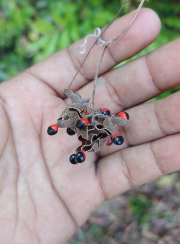 Ojo de pajarito (Rhynchosia precatoria)