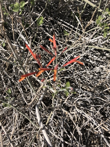 iNaturalist observation photo of chuparosa