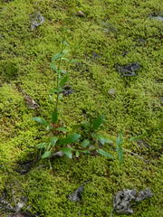 Penstemon albertinus