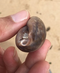 Macrocypraea zebra