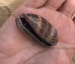 Macrocypraea zebra