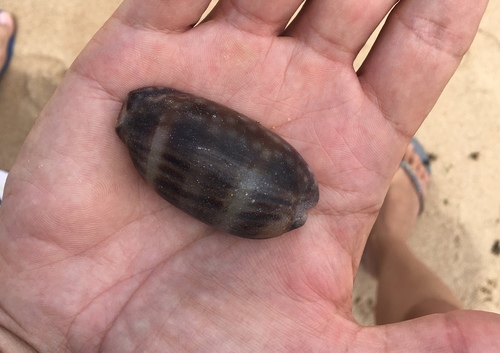 Macrocypraea zebra