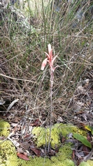 Aloe parvula image