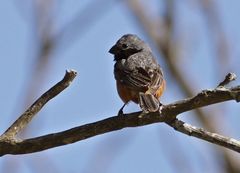 Sporophila ruficollis