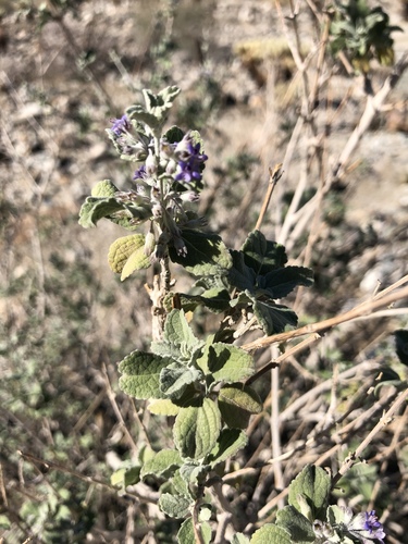iNaturalist observation photo of desert lavender