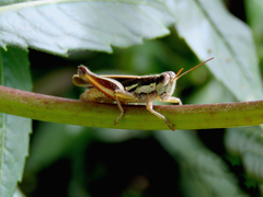 Dichroplus elongatus