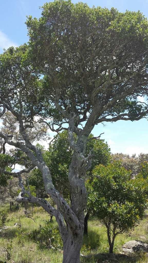 Schizolaena microphylla