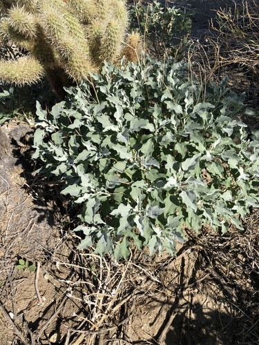 iNaturalist observation photo of Brittlebush