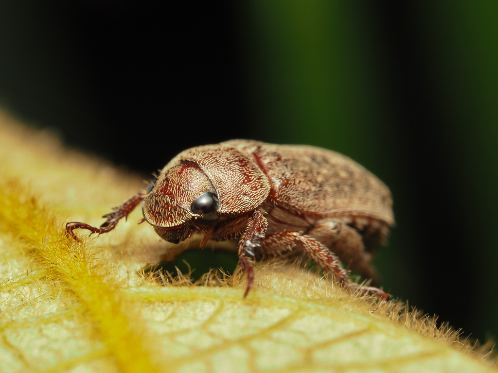 Chinese rose beetle from Tai Po Kau, Hong Kong on May 9, 2023 at 09:24 ...