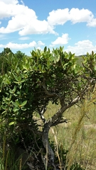 Ficus menabeensis