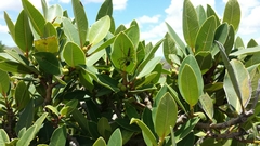 Peucetia madagascariensis