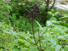 Sambucus racemosa melanocarpa