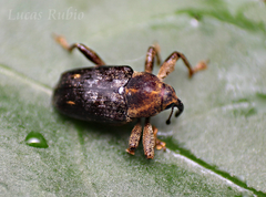 Curculionidae
