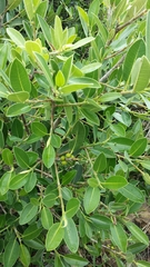 Ficus menabeensis