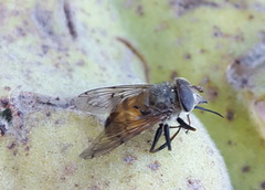 Copestylum haagii