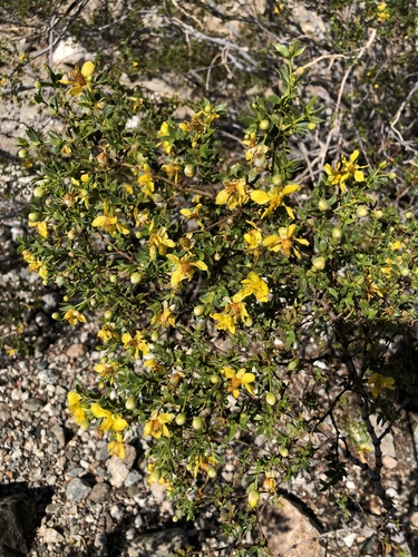 iNaturalist observation photo of Creosote Bush